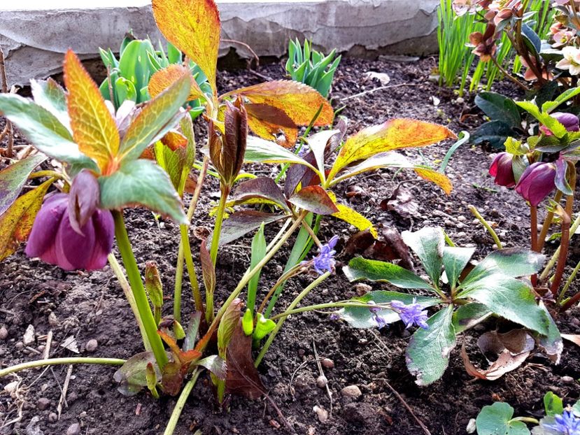 ?? Double Pink ?? - 2019 Martie _Helleborus