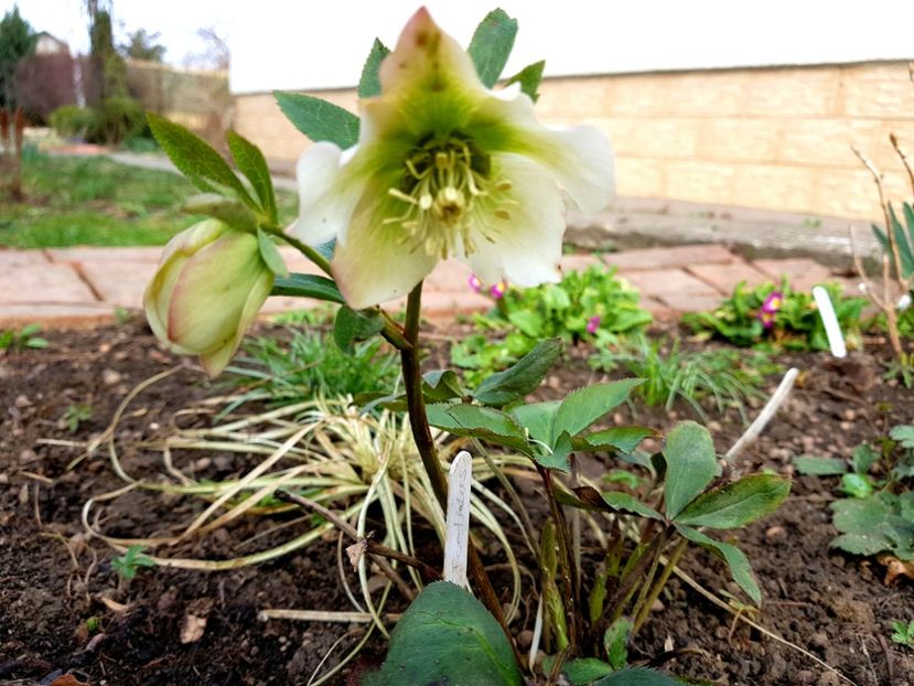 Helleborus orientalis_ dianadia - 2019 Martie _Helleborus