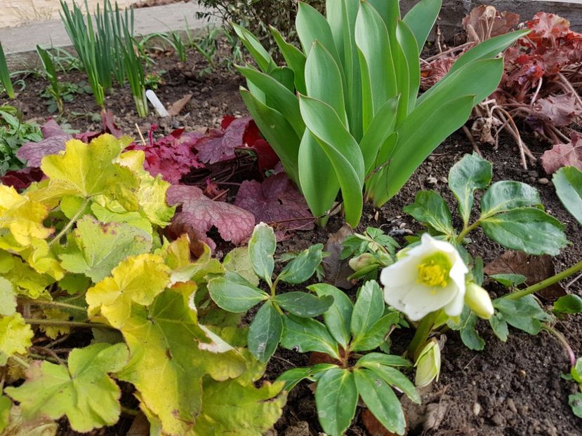 Helleborus Cristal Snow, - 2019 Martie _Helleborus