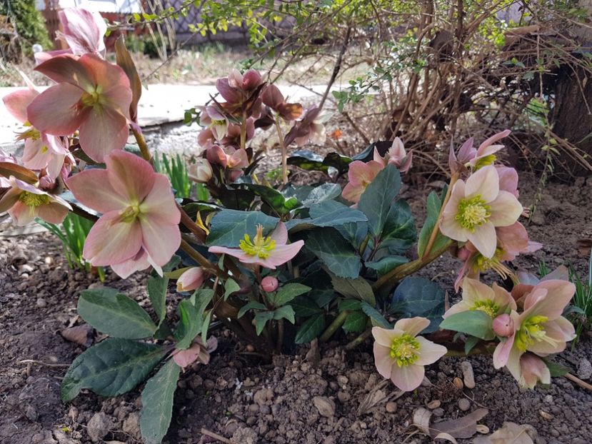 Merlin - 2019 Martie _Helleborus