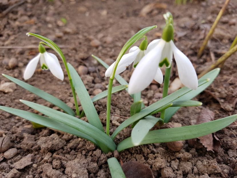 Galanthus Nivalis - 2019 Martie _Helleborus