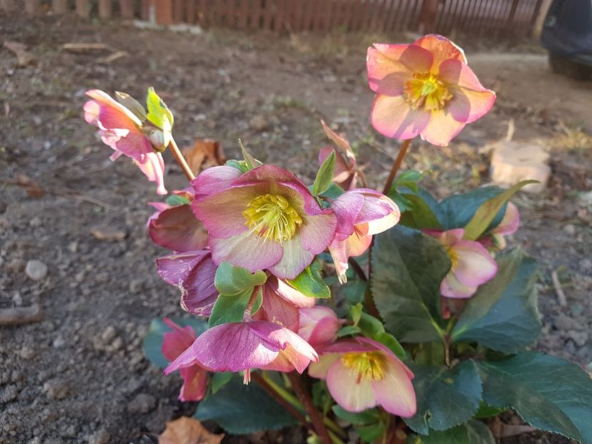 Ice N Rose - 2019 Martie _Helleborus