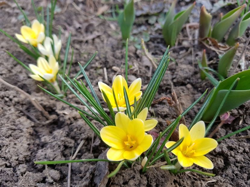 Crocusi Romance - 2019 Martie _Helleborus