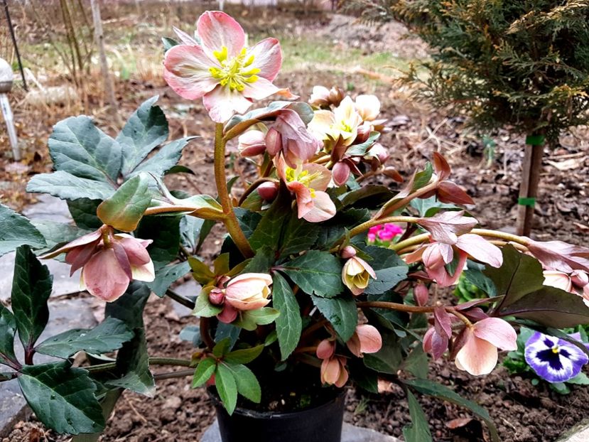 Merlin - 2019 Martie _Helleborus