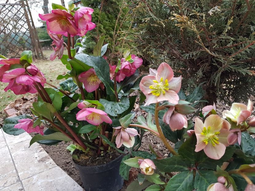 Ice N Rose si Merlin - 2019 Martie _Helleborus