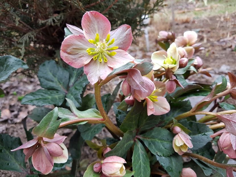 Merlin - 2019 Martie _Helleborus