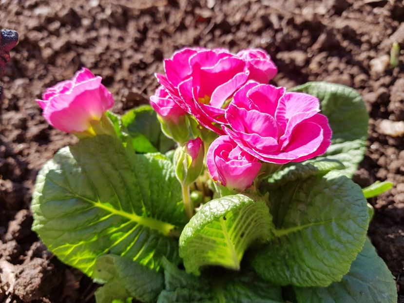 Primula - 2019 Martie _Helleborus