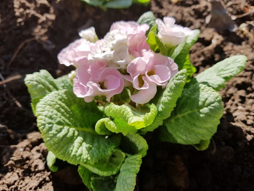 Primula - 2019 Martie _Helleborus