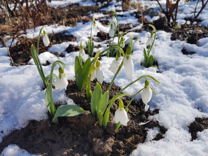  - 2019 Martie _Helleborus