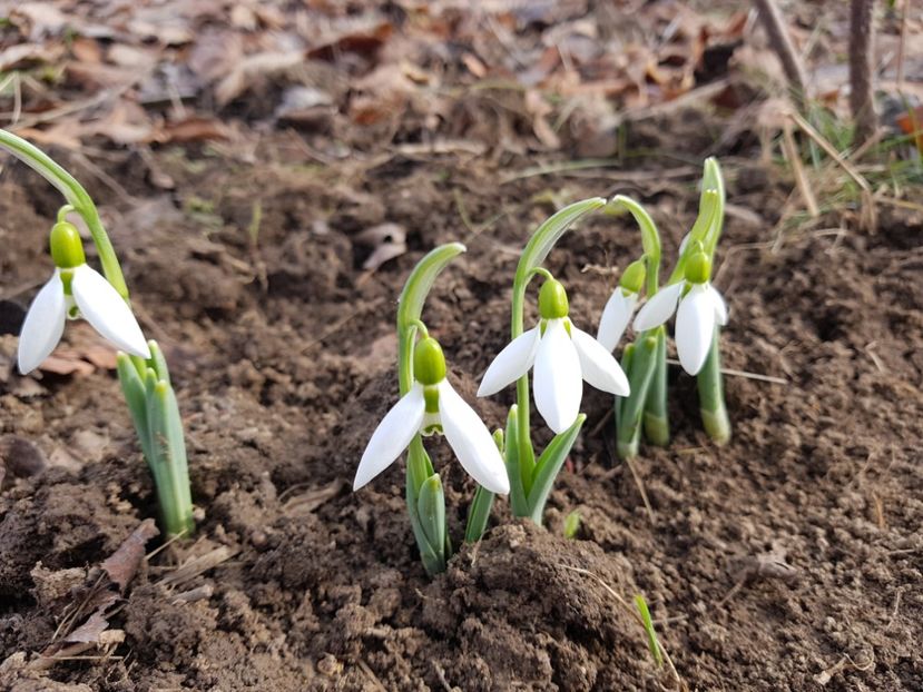 Galanthus Elwesii - 2019 Martie _Helleborus