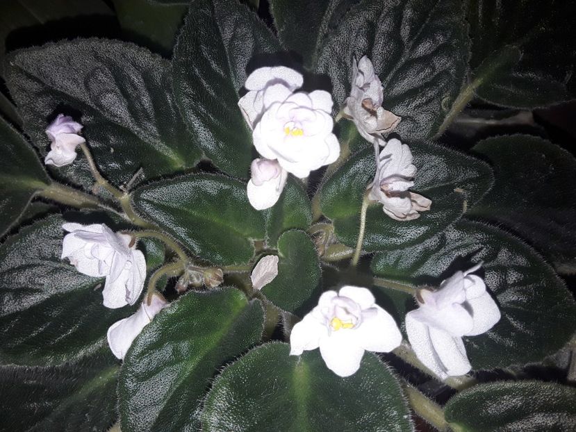  - AAA Violete africane comerciale