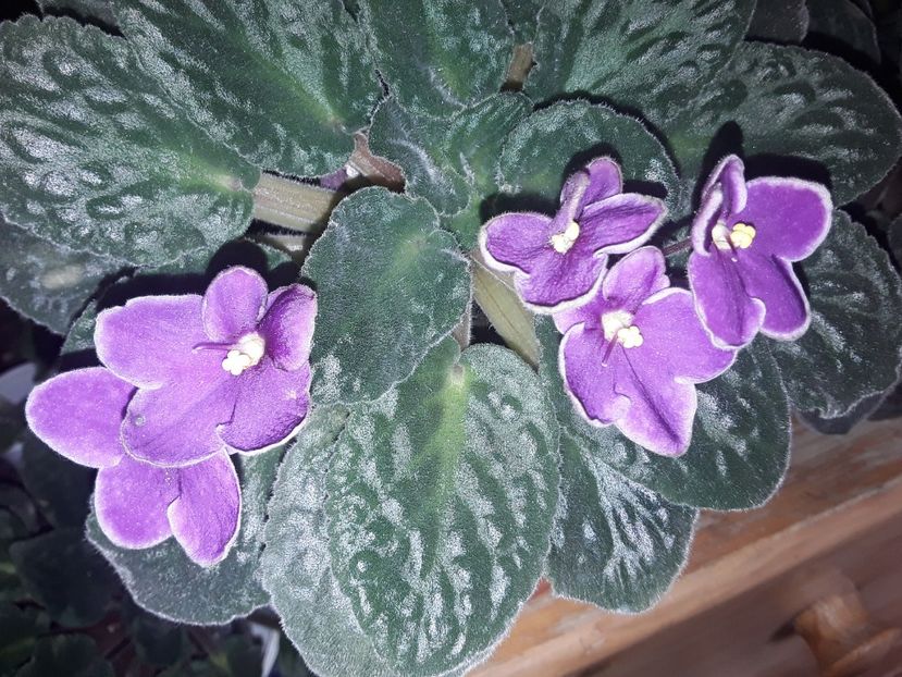  - AAA Violete africane comerciale