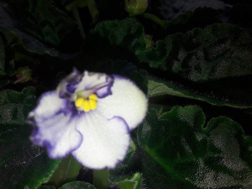  - AAA Violete africane comerciale