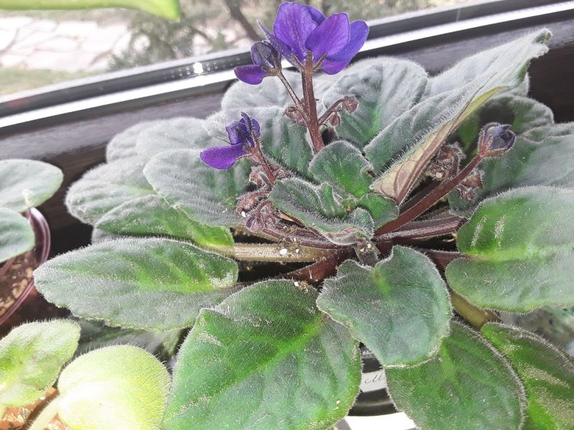  - AAA Violete africane comerciale