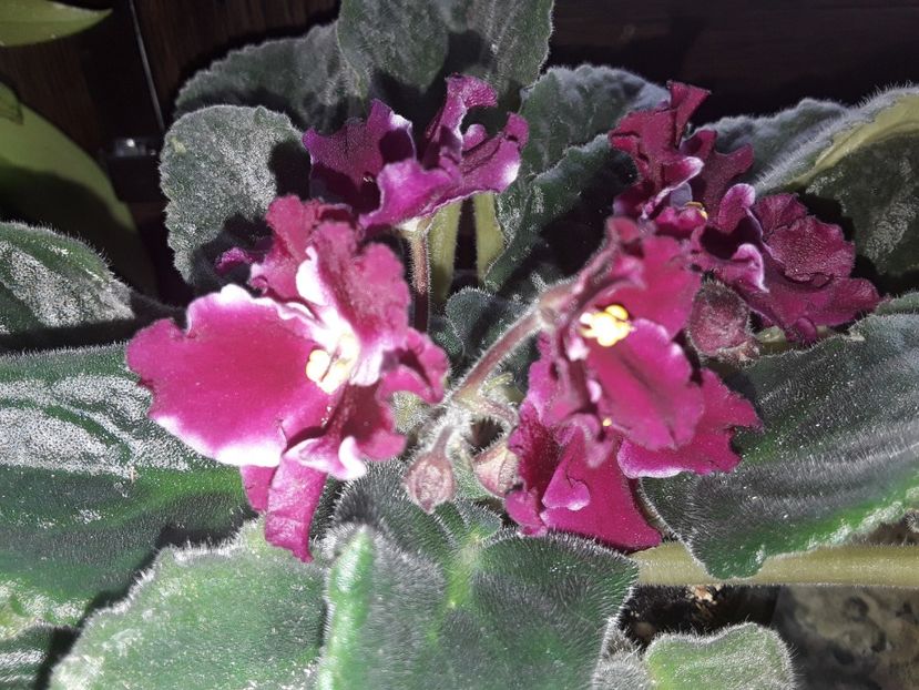  - AAA Violete africane comerciale