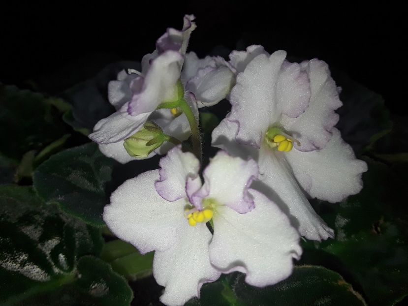  - AAA Violete africane comerciale