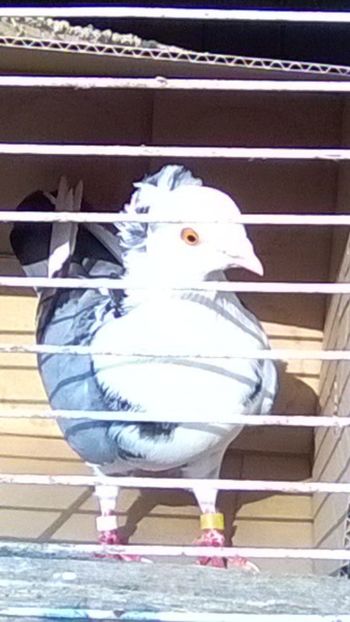 F - Zburători de Severin