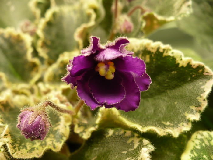 P1210544 - Violete africane 2010 -AV