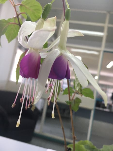 47CCC8E0-BF0A-4AAD-87DF-3612D416599E - Fucsii 2019