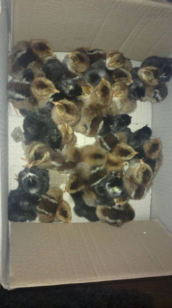  - PUI PLIMUTH ROCK BARAT SI ITALIENE POTARNICHII 2019