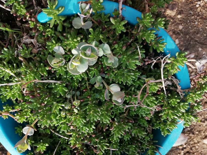  - 00- 2019- De primavara