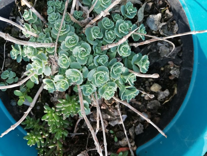  - 00- 2019- De primavara