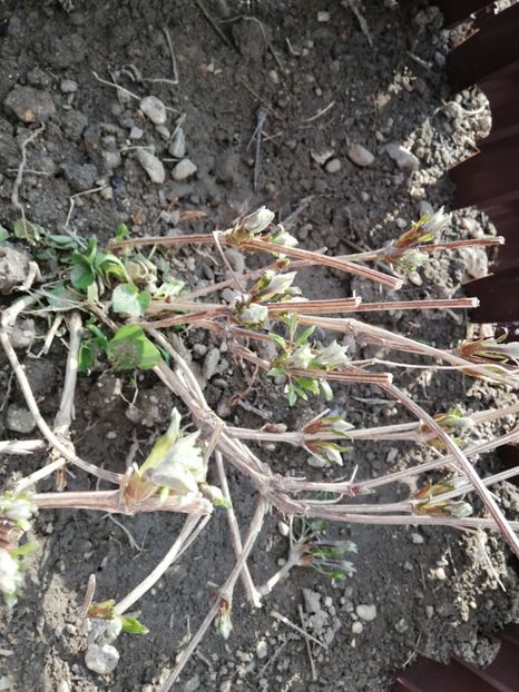  - 00- 2019- De primavara