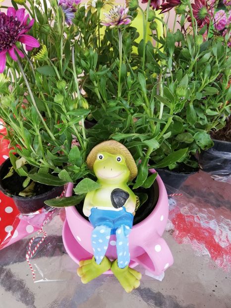  - 00- 2019- De primavara