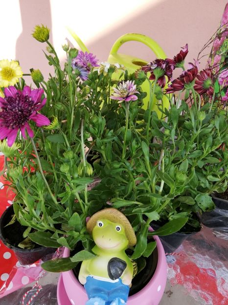  - 00- 2019- De primavara