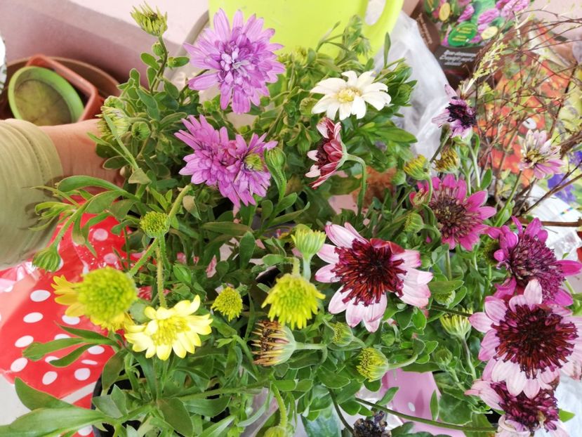  - 00- 2019- De primavara