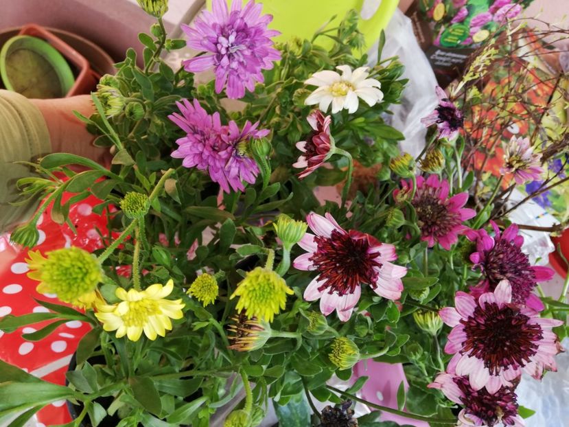  - 00- 2019- De primavara