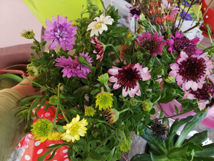  - 00- 2019- De primavara