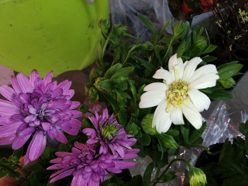  - 00- 2019- De primavara