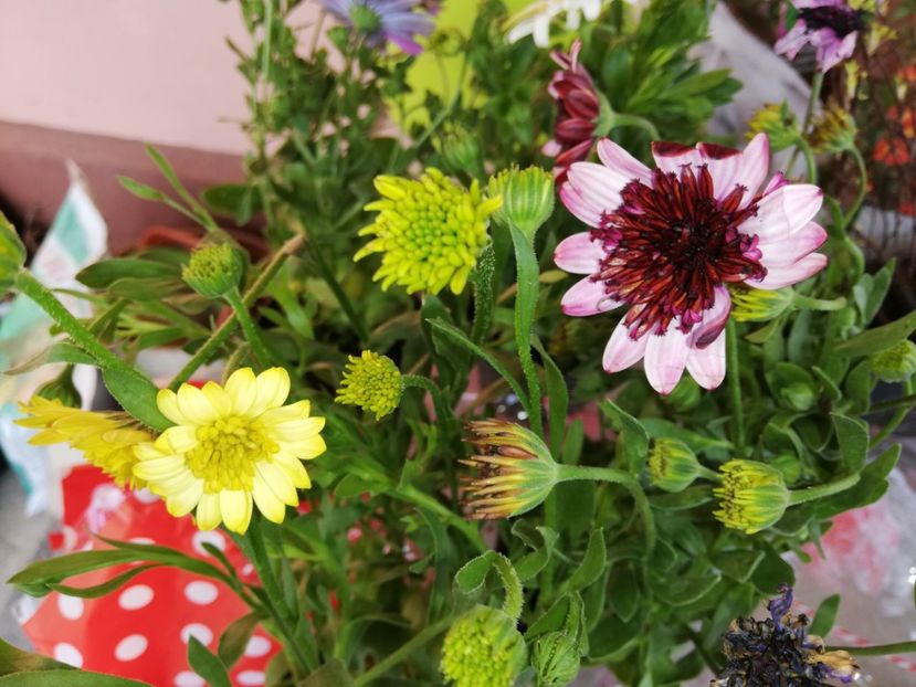  - 00- 2019- De primavara