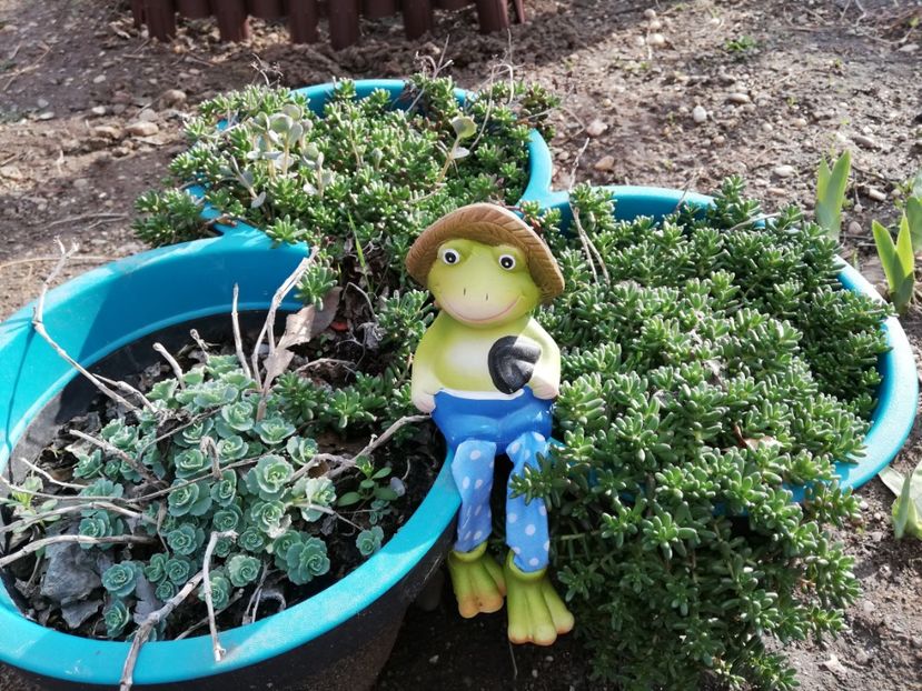  - 00- 2019- De primavara