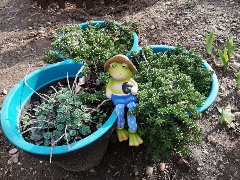  - 00- 2019- De primavara