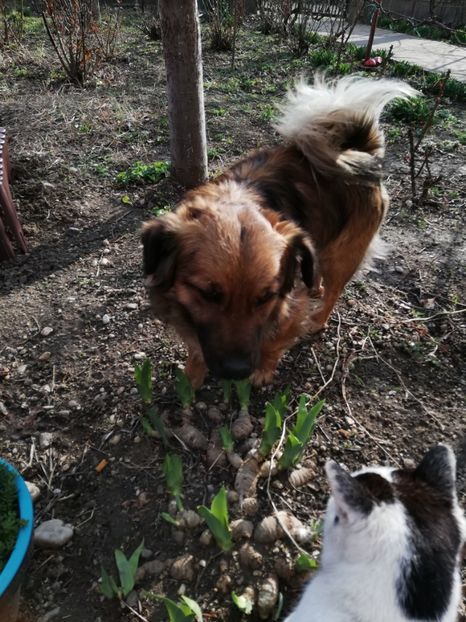  - 00- 2019- De primavara