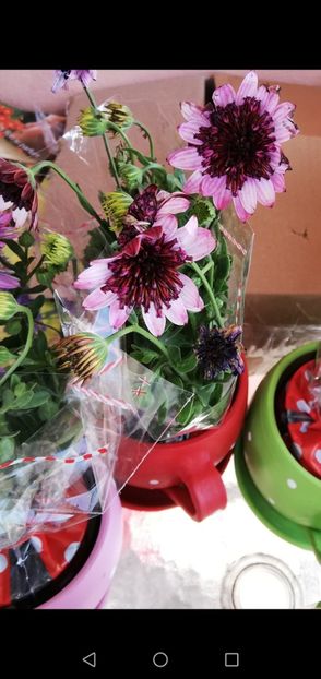 Screenshot_20190313-154107 - 00- 2019- De primavara