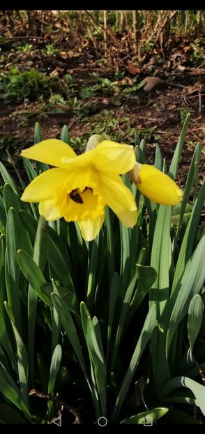 Screenshot_20190313-154031 - 00- 2019- De primavara