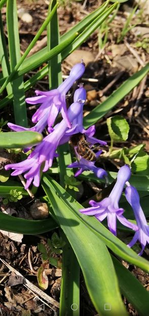 Screenshot_20190313-153952 - 00- 2019- De primavara