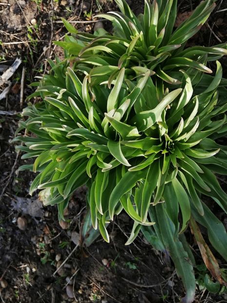  - 00- 2019- De primavara