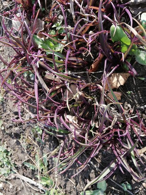  - 00- 2019- De primavara