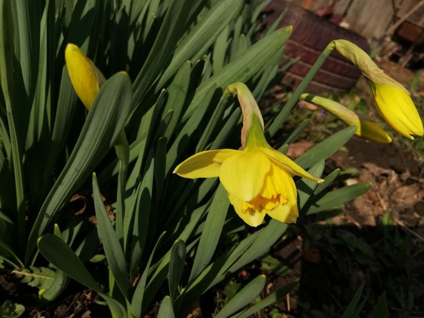  - 00- 2019- De primavara