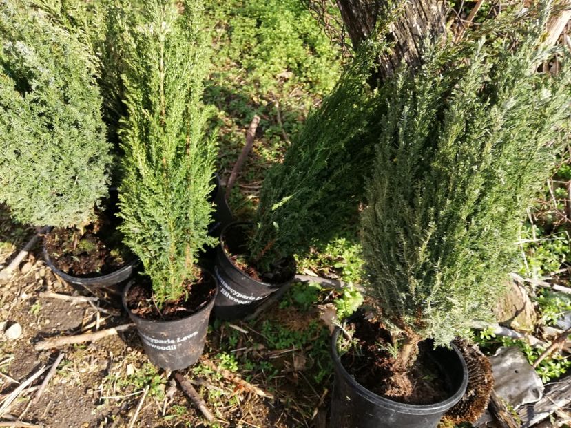  - 00- 2019- De primavara