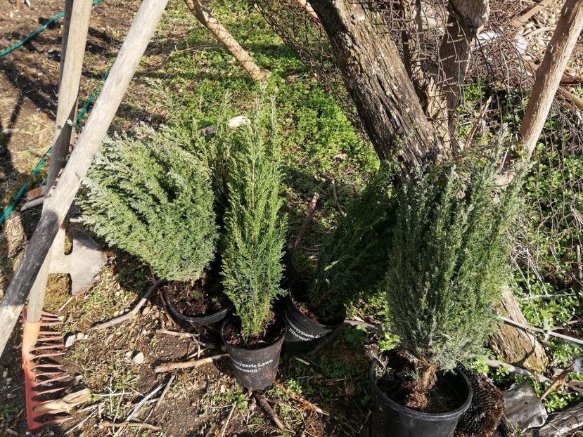  - 00- 2019- De primavara