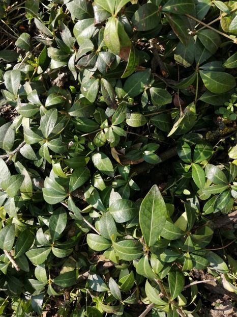  - 00- 2019- De primavara