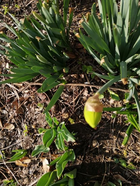  - 00- 2019- De primavara