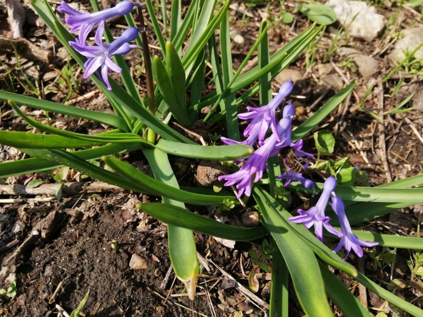  - 00- 2019- De primavara