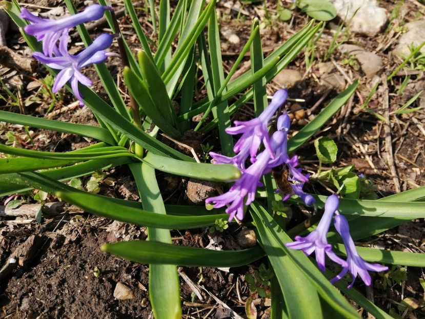  - 00- 2019- De primavara