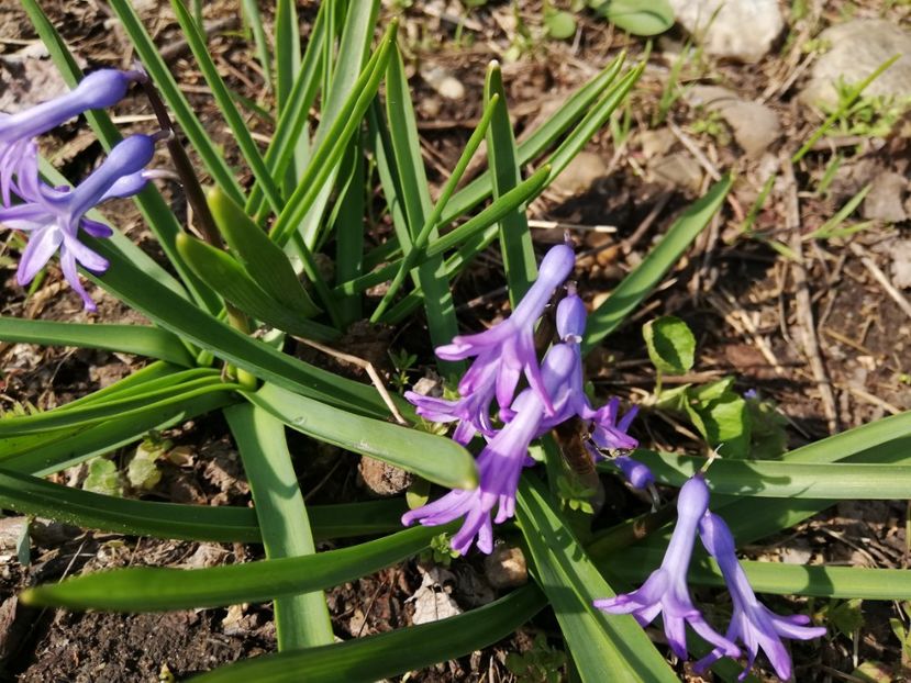  - 00- 2019- De primavara